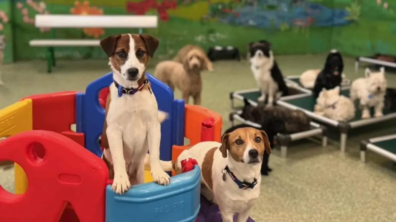A Day in the Life at Dog Daycare